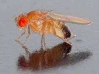 Drosophilas e alimento vivo
