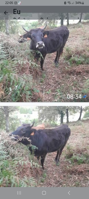 wagyu x cachena novilhas