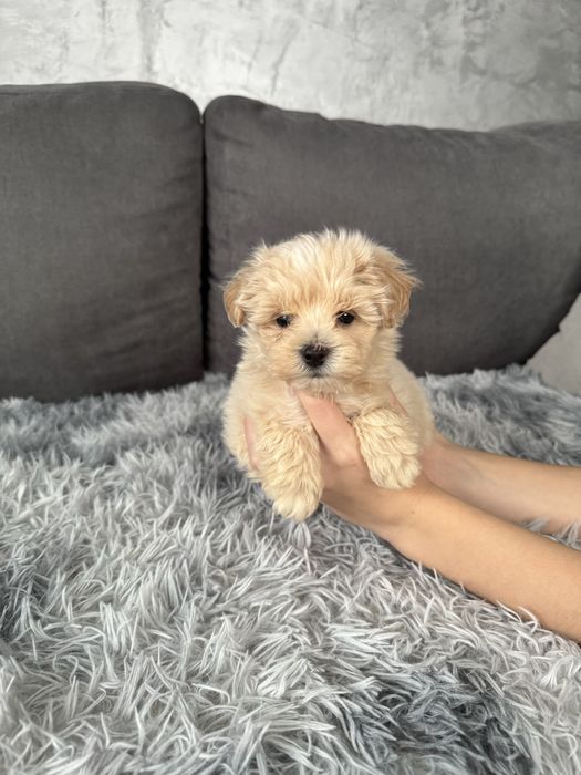 Марсель. Мальтіпу ф1