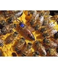 Бджоломатки apis mellifera ligustica з Італії  2026