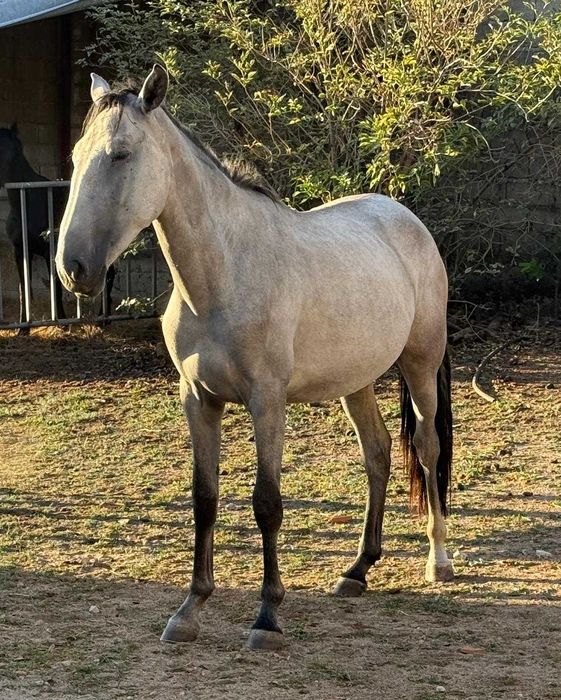 Poldra Puro Sangue Lusitano