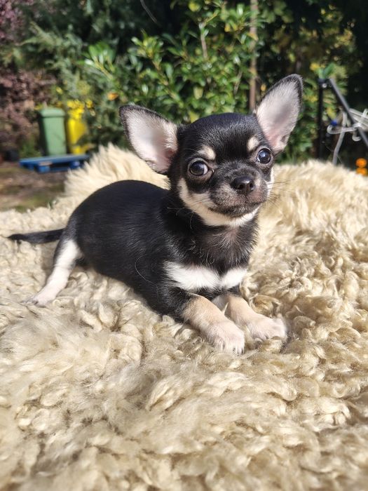 Sunia, chihuahua, szczeniak chihuahua