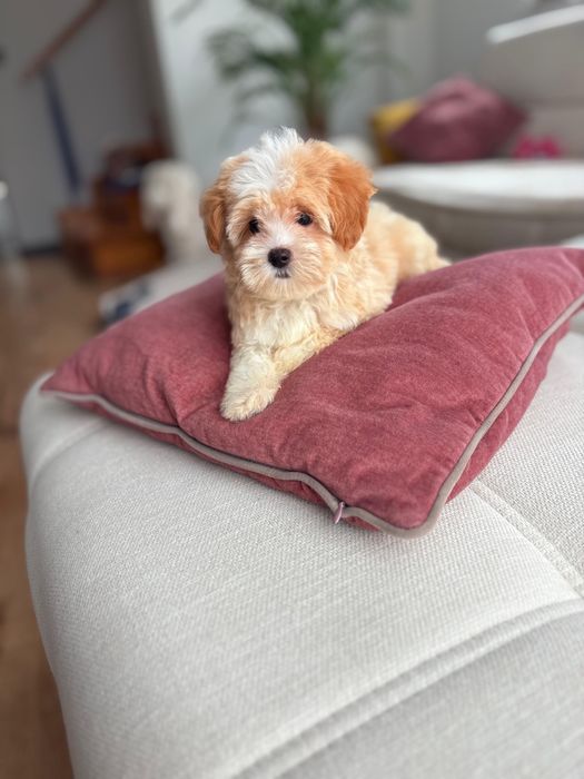 Maltipoo Suczka XXS Art Puppies Badania
