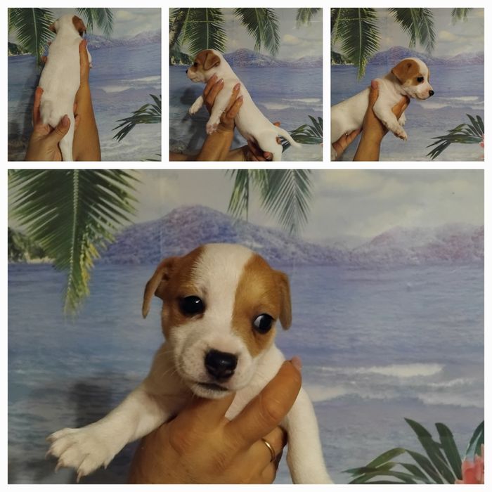 Джек Рассел терьер!