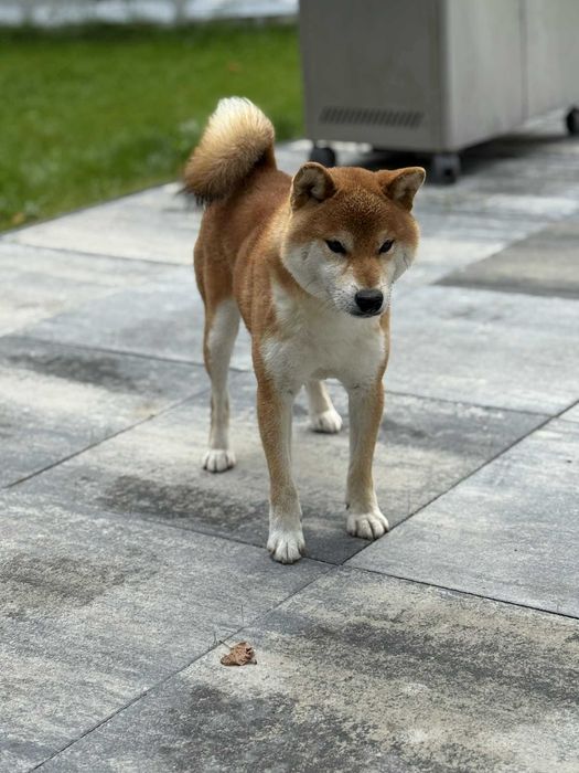Czerwone suczki Shiba Inu FCI !