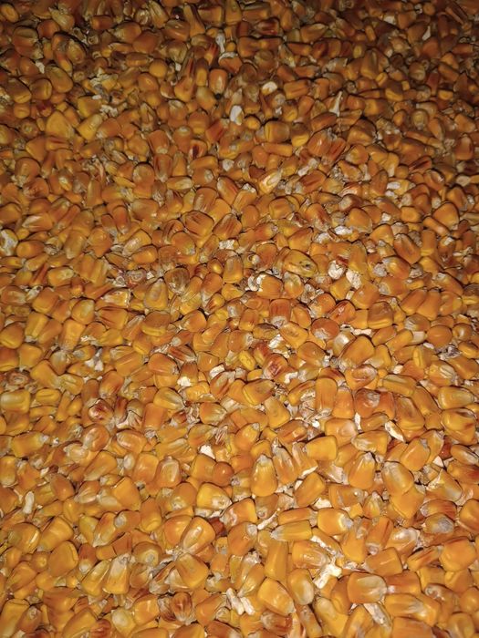 Kukurydza sucha, z certyfikatem IP, pasza dla kur, ptaków