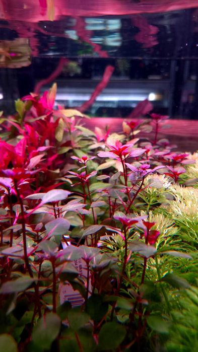 Ludwigia sp. Super Red Rośliny akwariowe, roślina do akwarium
