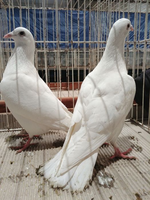 Gołębie białe pocztowe
