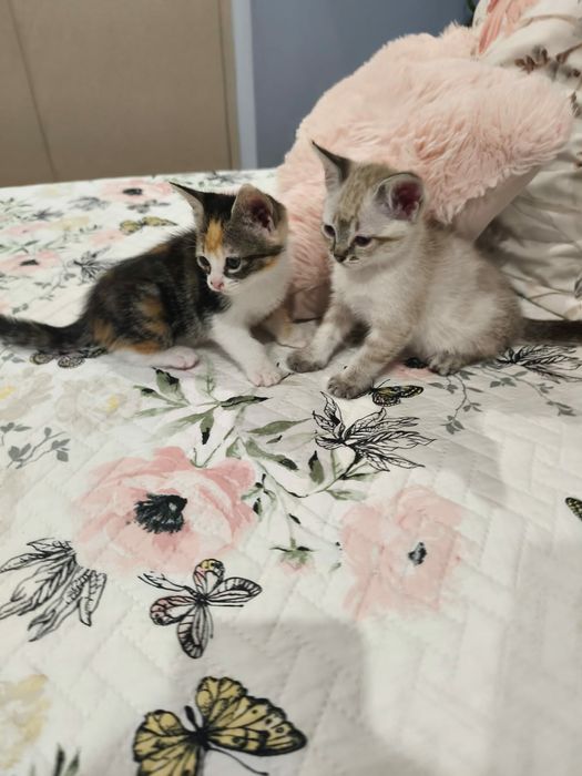 Gatinhas para adoção