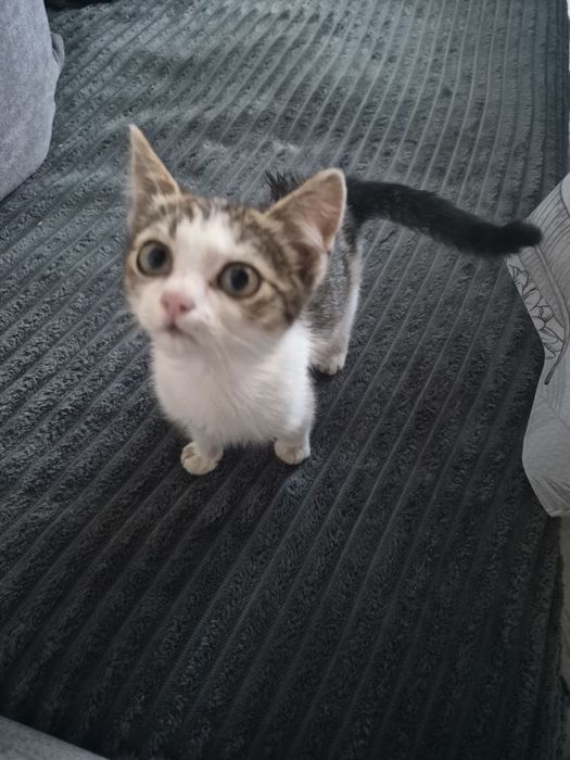 Котики безплатно з доставкою