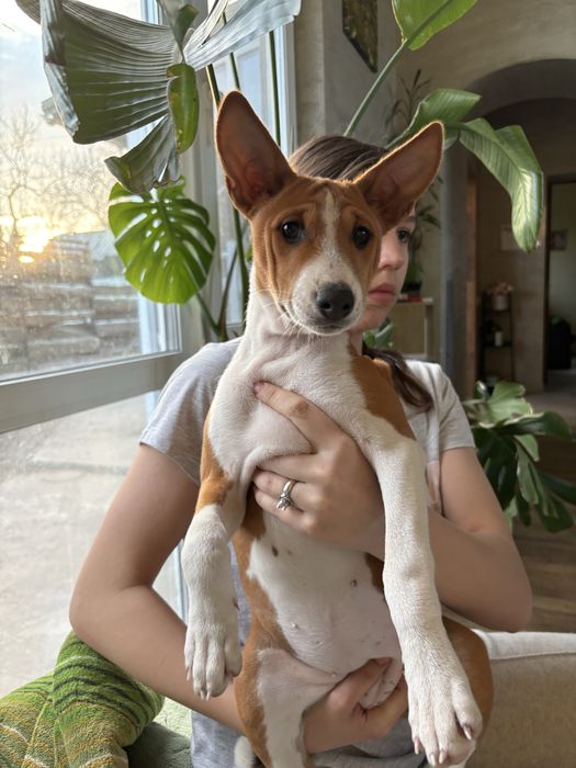 Космічно гарна дівчинка басенджи