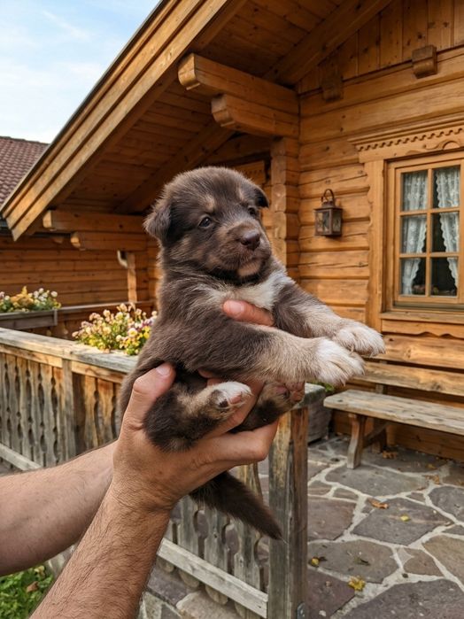 Все про акіту! Продам