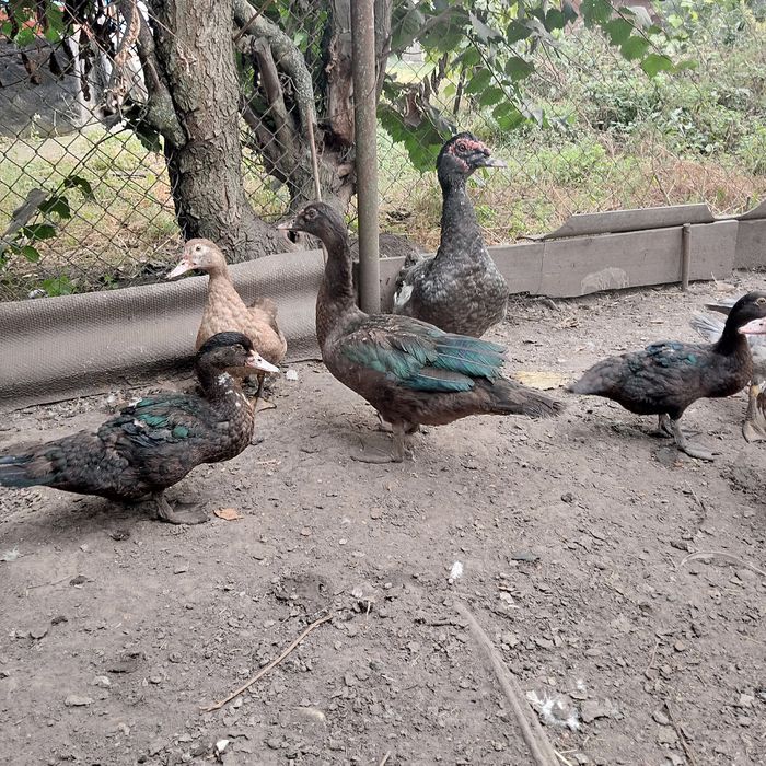 Продаються індокачки