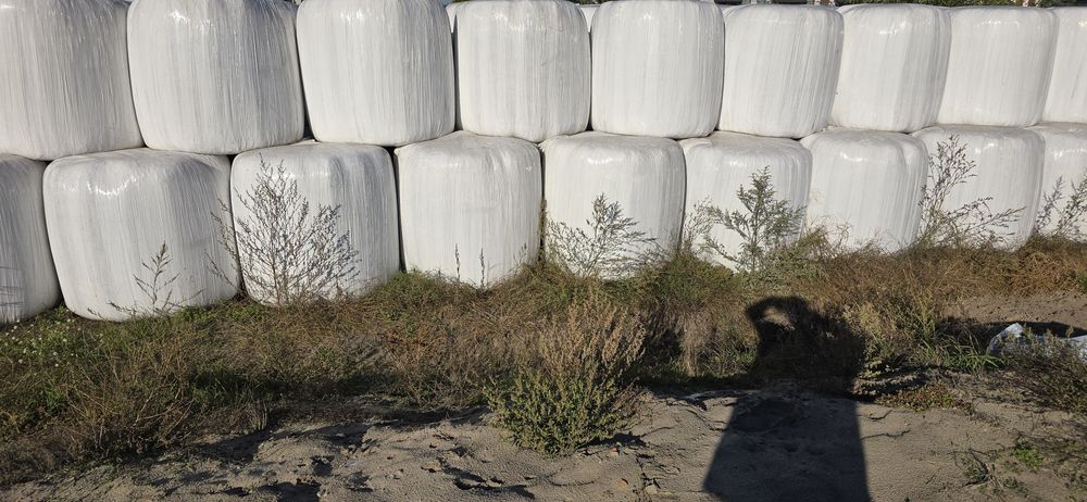 Kiszonka z zyta i wyki