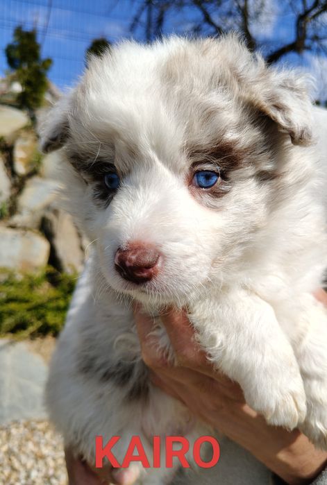 Szczenięta Border collie