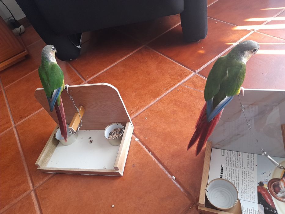 Pirruas domesticadas em poleiro.