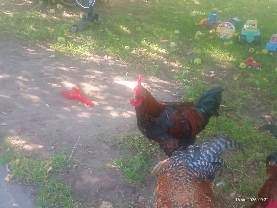 Koguty z tego roku i kaczki biegusy