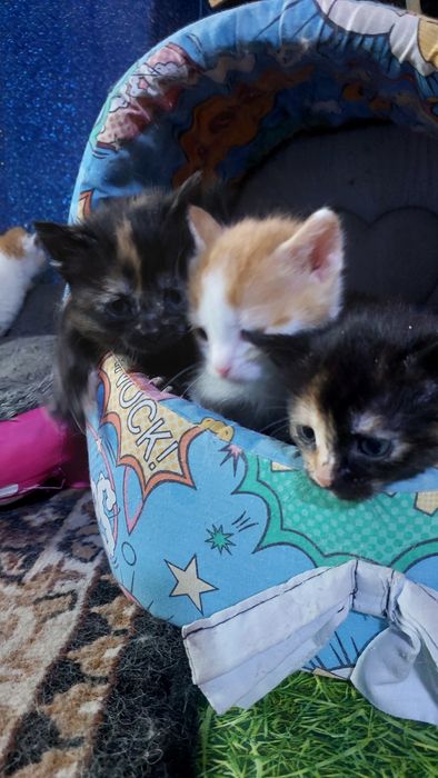 Котята девочки и мальчики