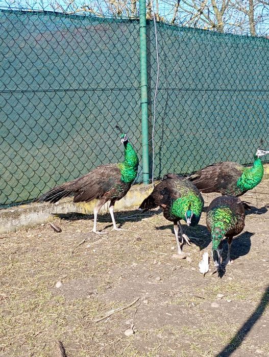 Paw Pawie   zielone. 2025.