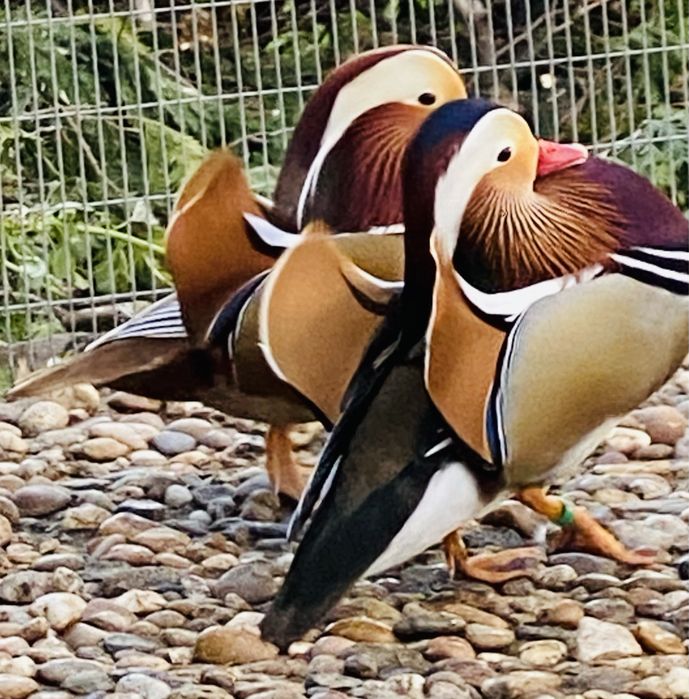 Patos mandarim e carolino bebés.
