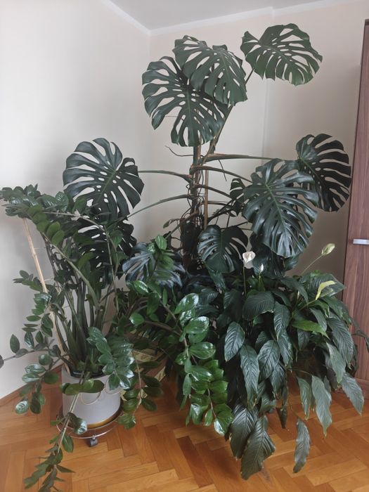 Kwiat monstera gigant