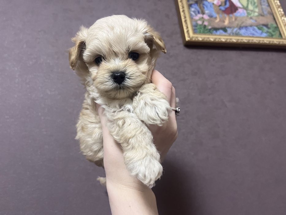 У наявності цуцики мальтіпу готові до бронювання