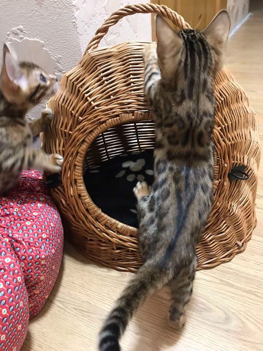 Бенгальские котята