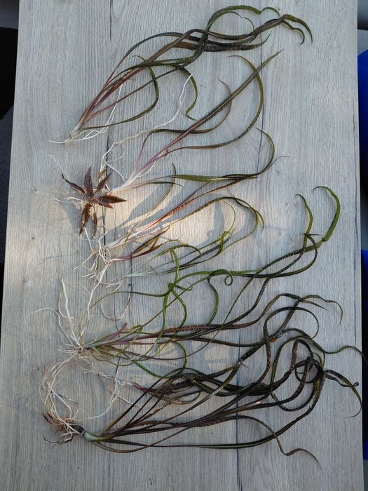 Cryptocoryne balansea