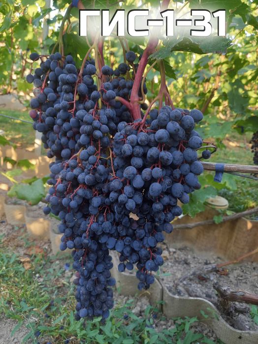 саженцы технических( винных) сортов винограда