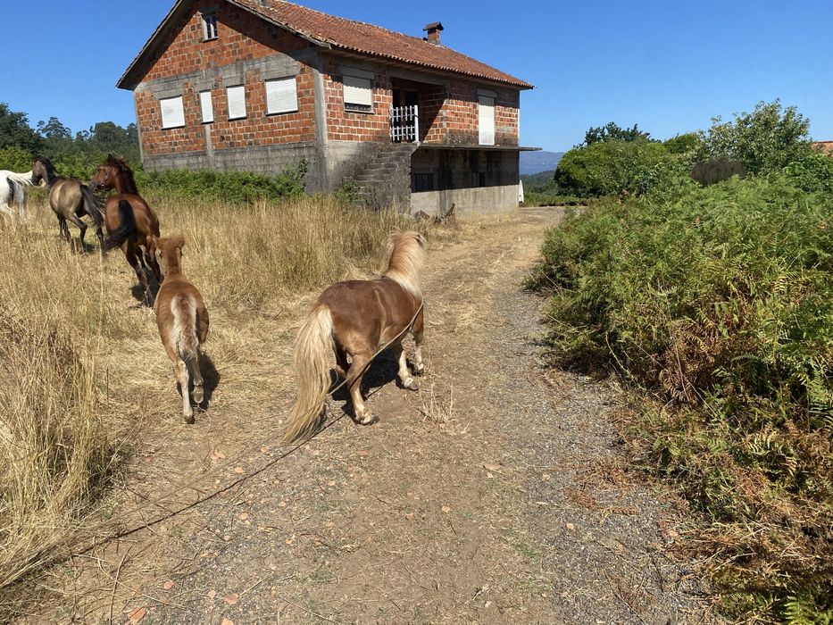 Disponivel. Poneis ovelhas. Poldro