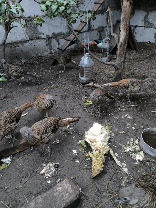 Фазан діамантовий