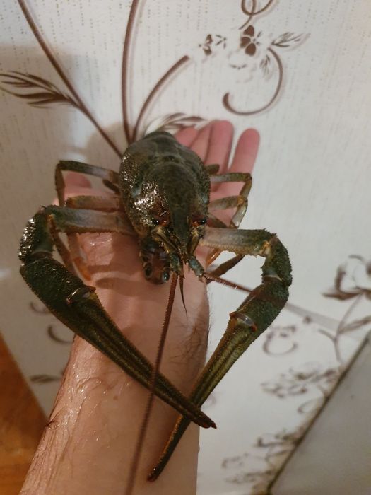 РАКИ ЖИВЫЕ!  Есть доставка.