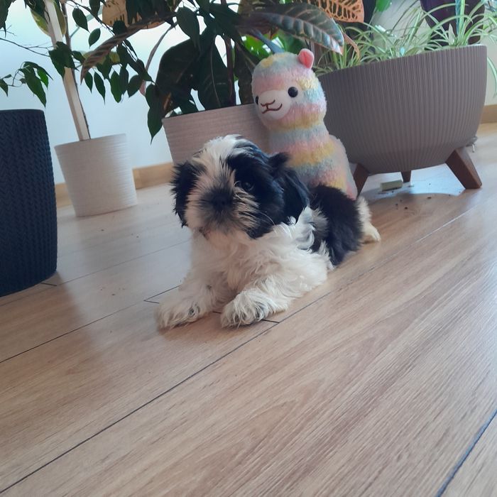 Shih tzu piękny czarno biały piesek