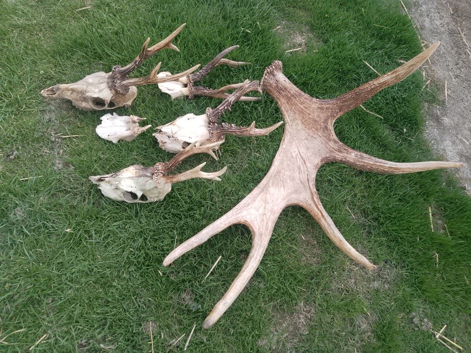 Poroże ,sarny łosia