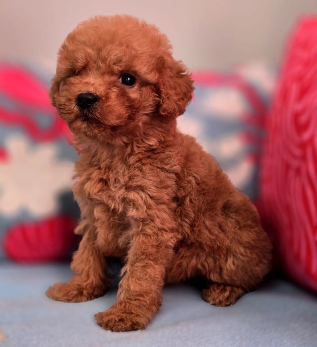 Suczka mini goldendoodle