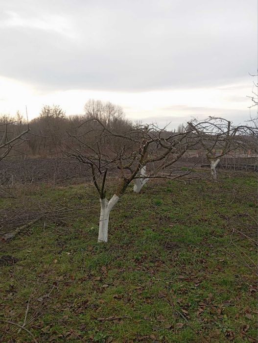 Надаю  послуги обрізки фруктових дерев