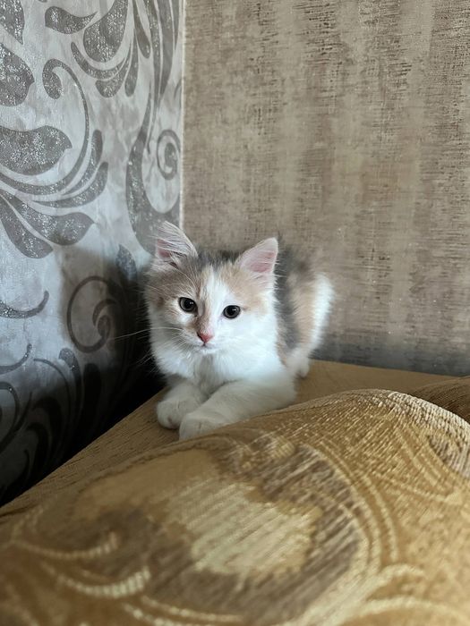 Віддам кицю в добрі руки.