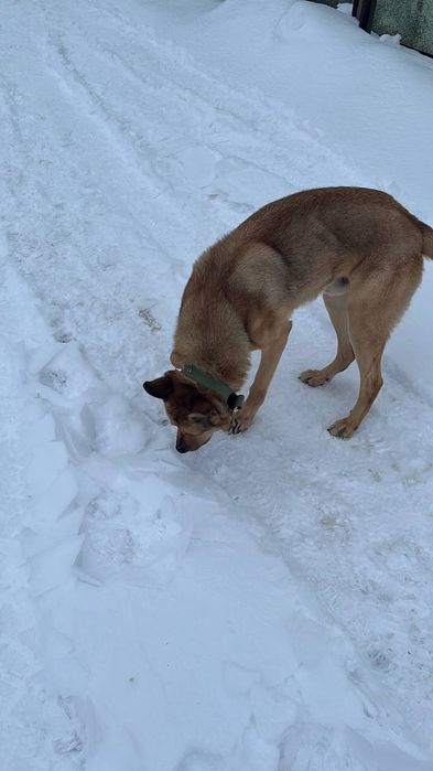Собака в добрі руки