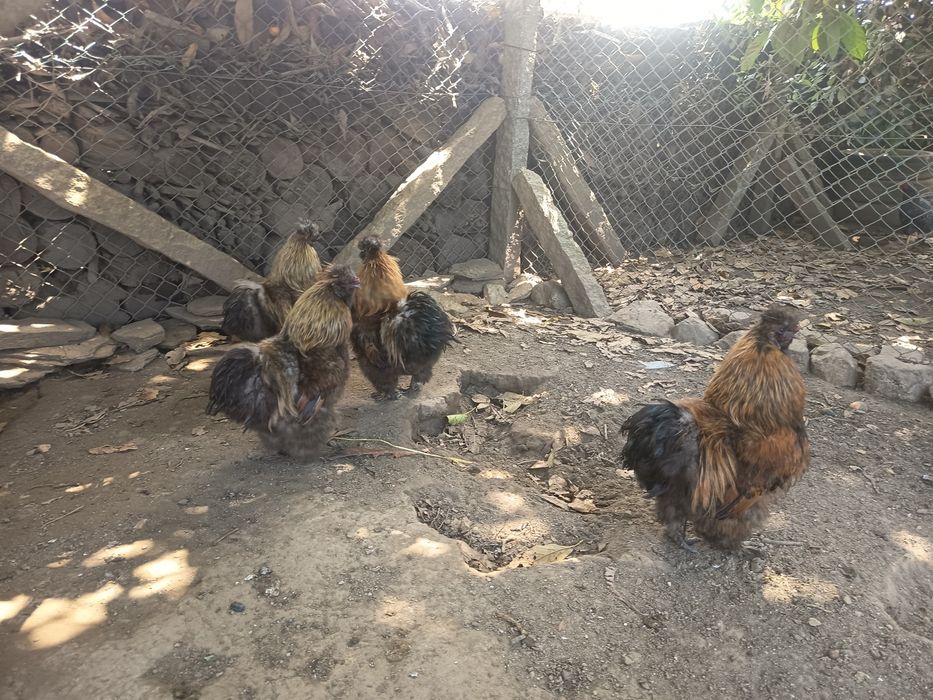Vendo Galos Sedosos