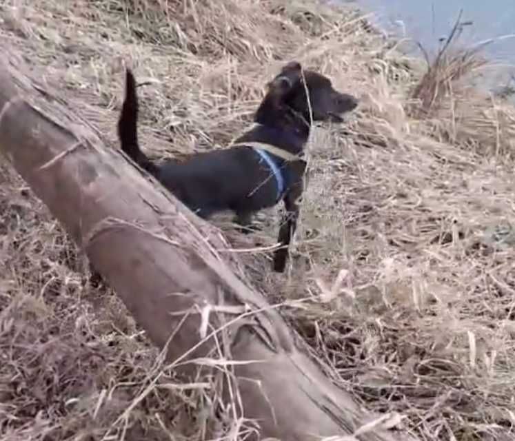 ELMO  rezolutny , kochany psiak do adopcji