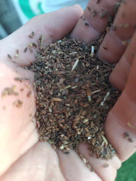 Pszenżyto ozime Aveo owies mieszanka