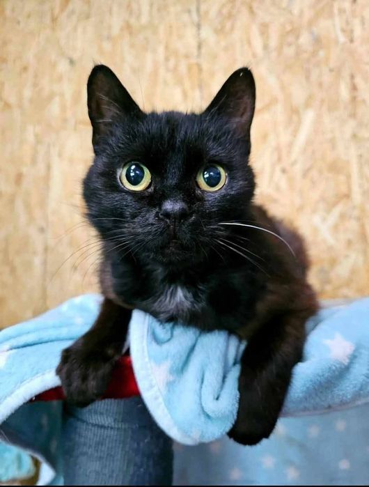 Yoko pilnie szuka domu!