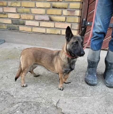 Zaginęła mała sunia na Podlasiu