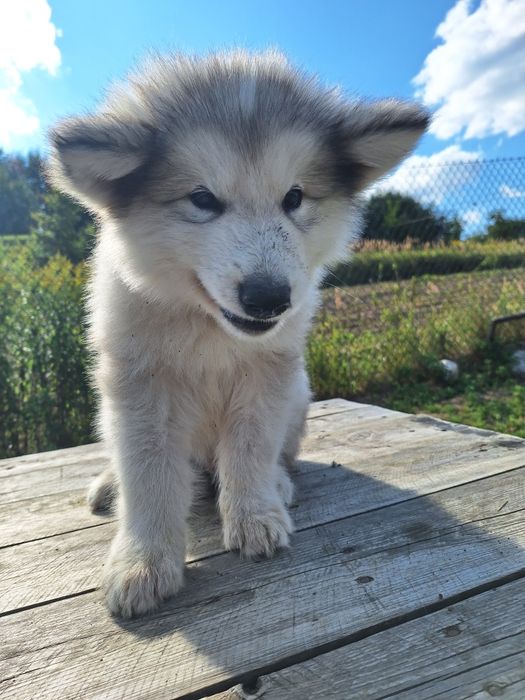 Alaskan Malamute FCI / ZKwP