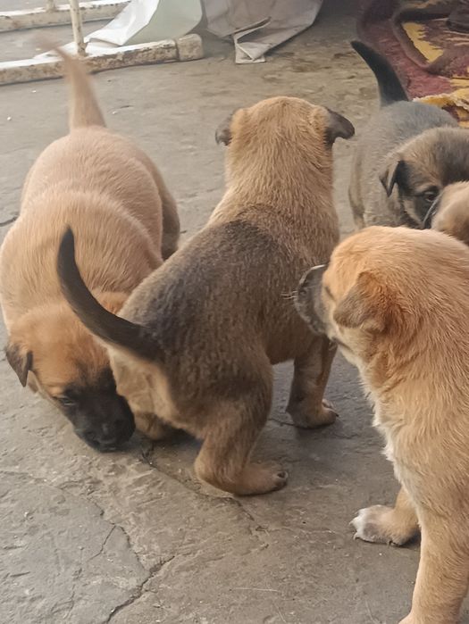 Малинка, щенки продаём