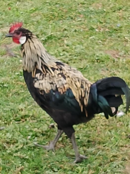 Koguty różnych ras