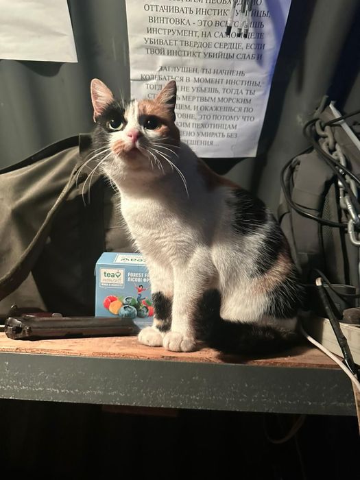Отдам кошку трехцветку, на позиции у военных,  4 года
