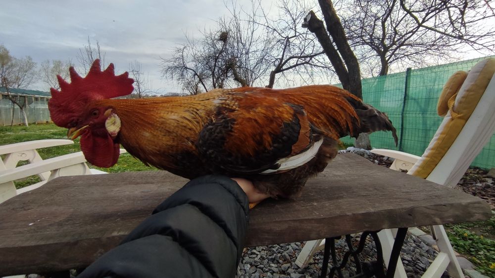 Молодий півник .