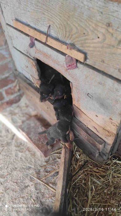 Продам цуценят ягдтер’єра