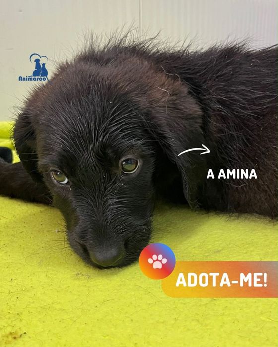 Ninhada ficarao de porte medio